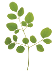 Moringa Leaf