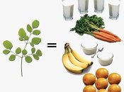 moringa home