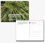 Postcard gray