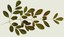 Leaves green